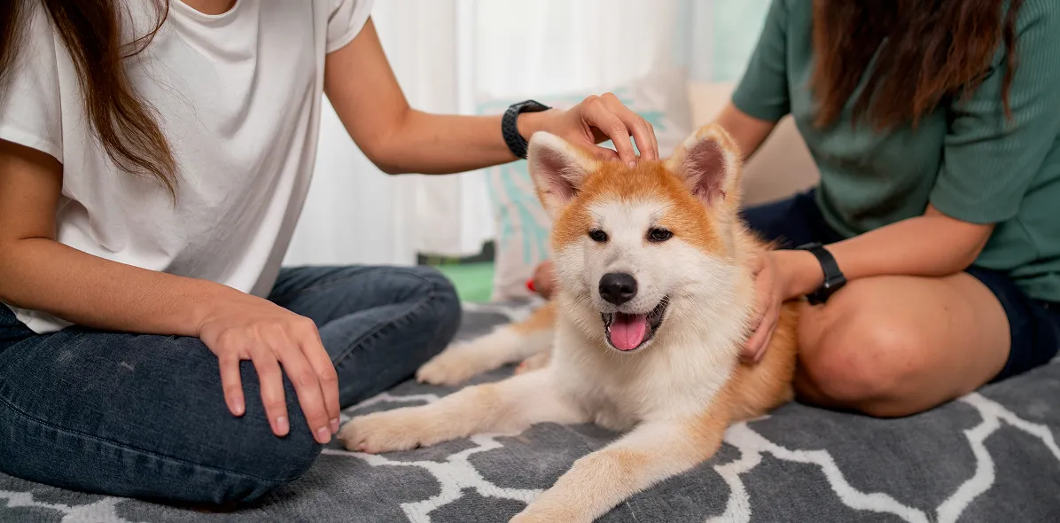 Pet Damage Protection Guarantee